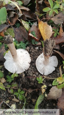 Tricholoma scalpturatum