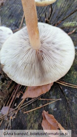 Hypholoma sublateritium