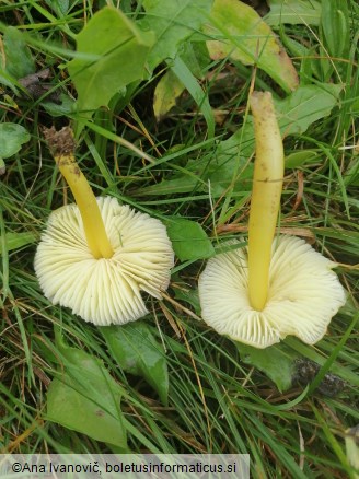 Hygrocybe chlorophana