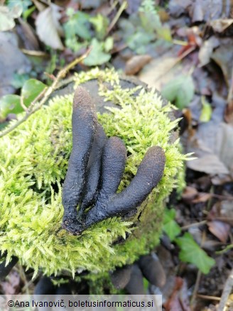 Xylaria polymorpha