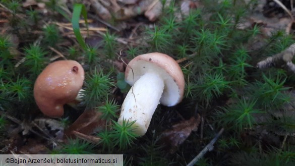 Suillus granulatus