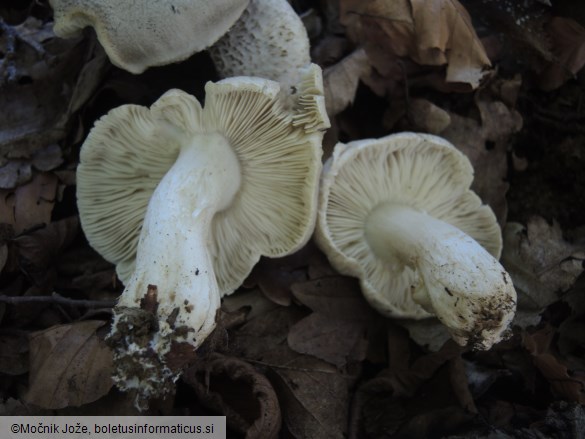 Tricholoma pardinum