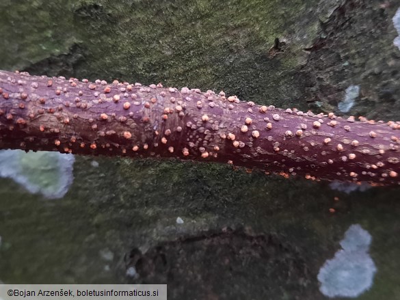 Nectria cinnabarina