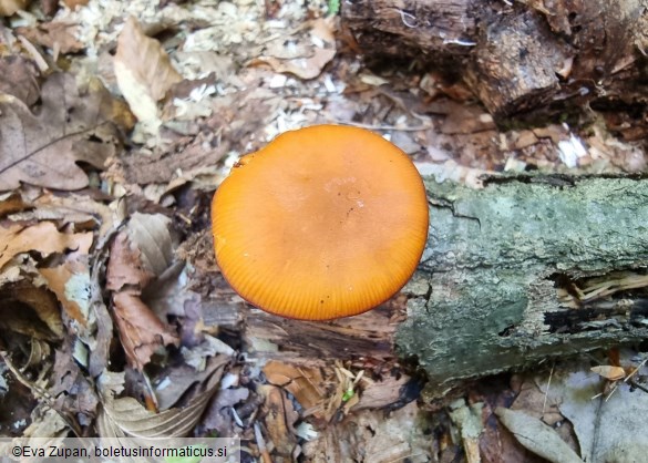 Pluteus variabilicolor