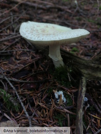 Amanita citrina