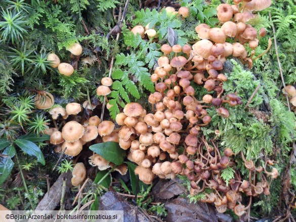 Xeromphalina campanella