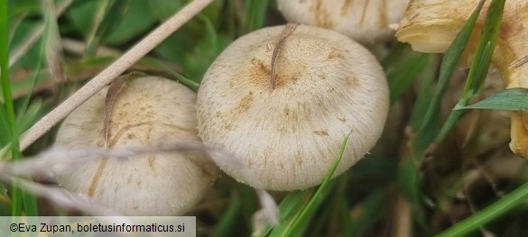 Pholiota gummosa