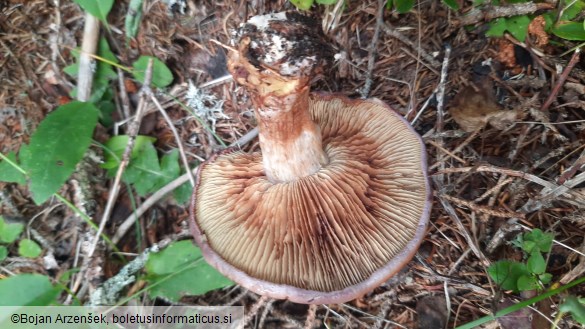 Cortinarius odorifer