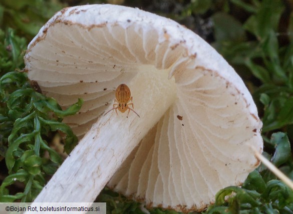 Inocybe geophylla