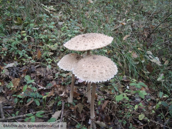 Macrolepiota procera