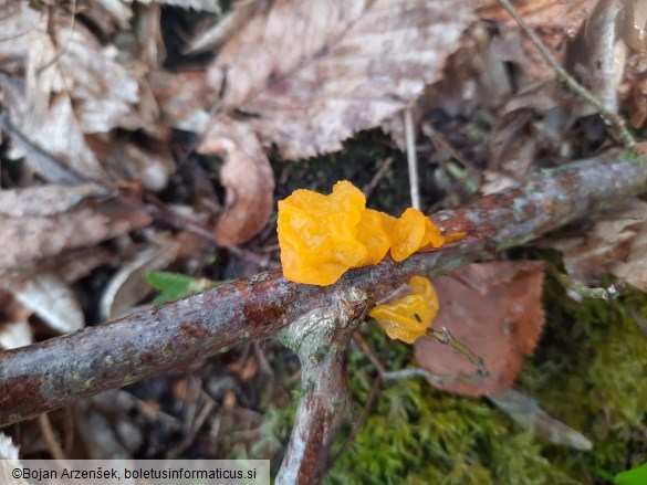 Tremella mesenterica