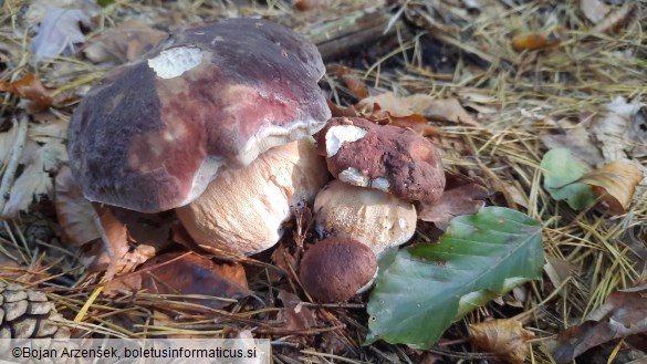 Boletus pinophilus