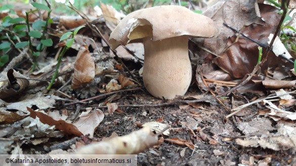 Boletus reticulatus