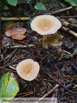 Infundibulicybe gibba