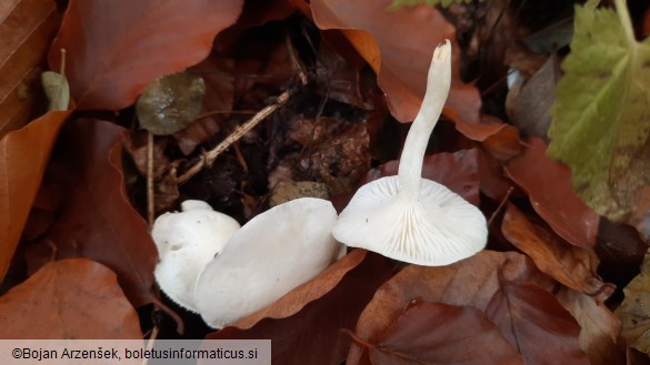 Hygrophorus eburneus