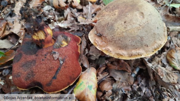 Neoboletus erythropus