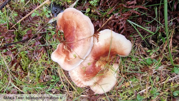 Tricholomopsis rutilans