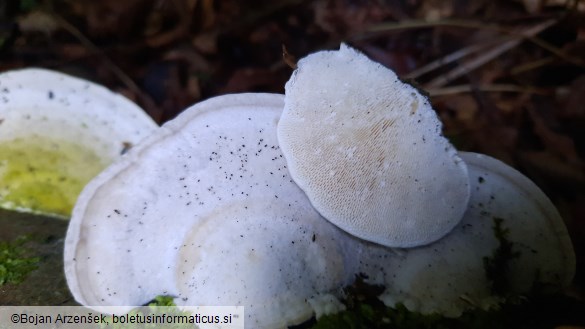 Trametes gibbosa