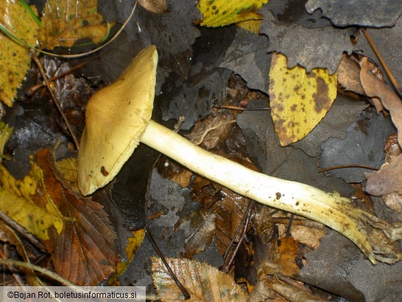 Tricholoma equestre