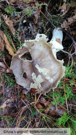 Tricholoma portentosum