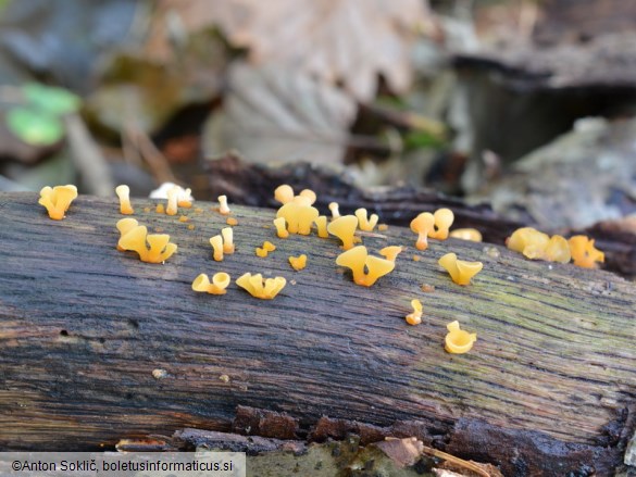 Guepiniopsis buccina