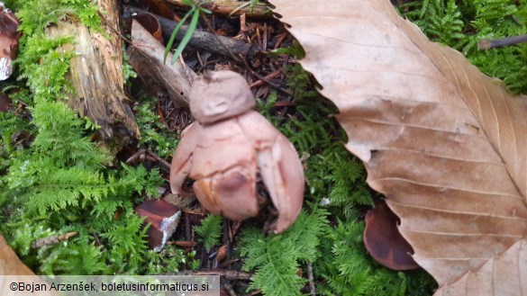 Geastrum rufescens