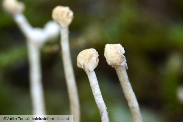 Polycephalomyces ditmarii