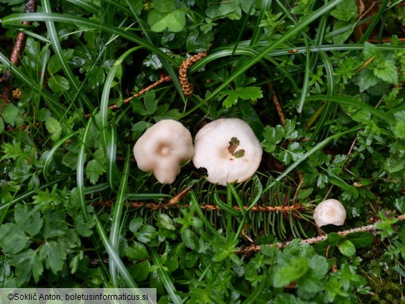 Clitocybe fragrans