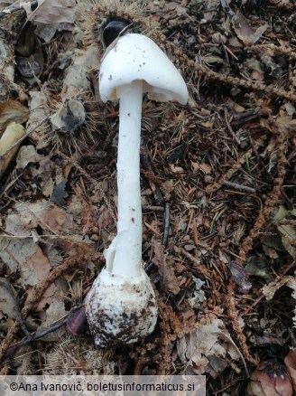 Amanita virosa