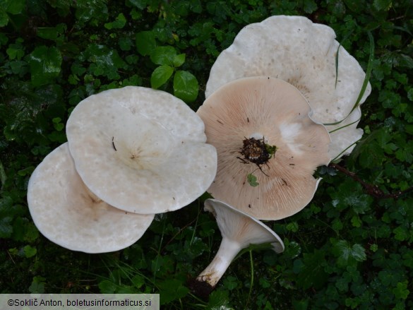 Aspropaxillus giganteus