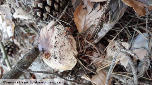 Amanita rubescens