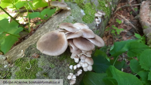 Pleurotus ostreatus