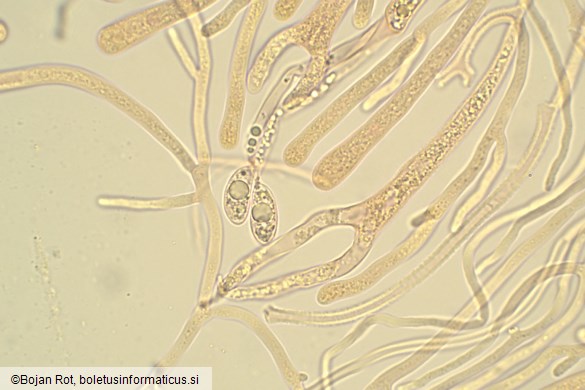 Dacrymyces chrysospermus