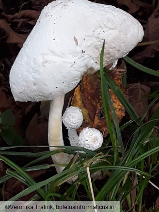 Leucocoprinus cretaceus