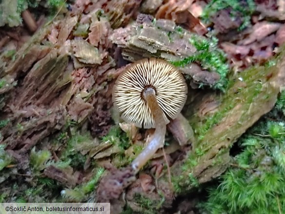 Callistosporium luteo-olivaceum
