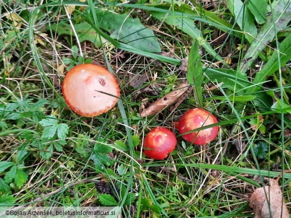 Hygrocybe coccinea