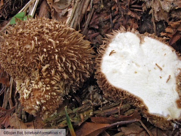 Lycoperdon echinatum