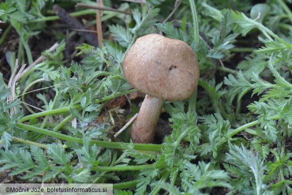 Inocybe bongardii