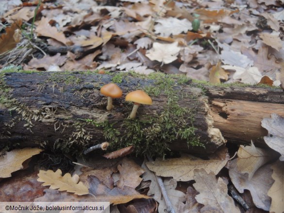 Galerina marginata