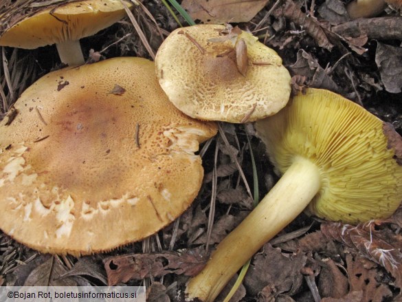 Tricholoma frondosae