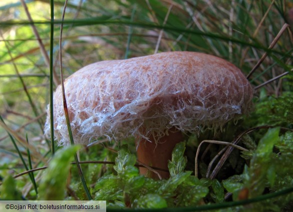 Lactarius torminosus