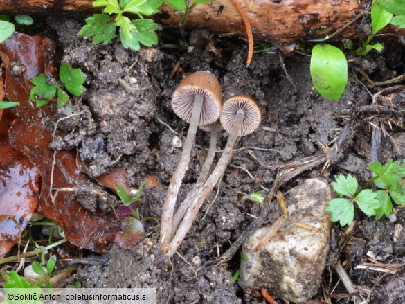 Psathyrella prona