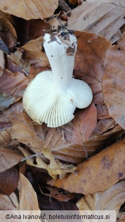 Russula ochroleuca