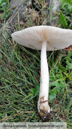 Pluteus inquilinus