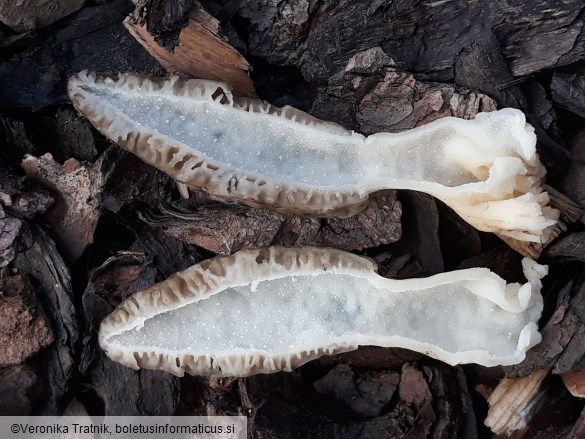 Morchella importuna