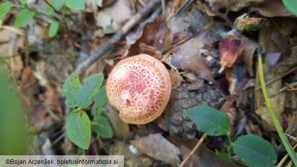 Cortinarius bolaris