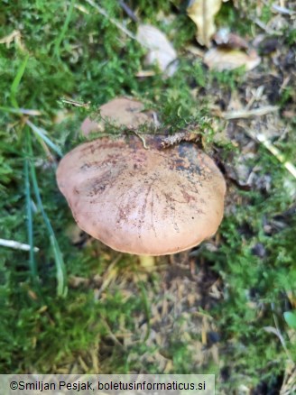 Boletus mendax