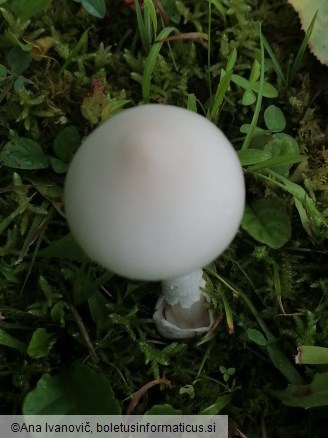 Amanita vaginata