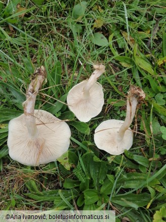 Clitocybe fasciculata