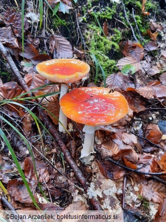 Amanita muscaria var. aureola